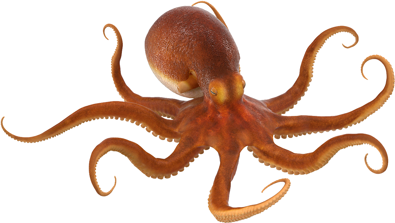 Octopus PNG صورة خلفية