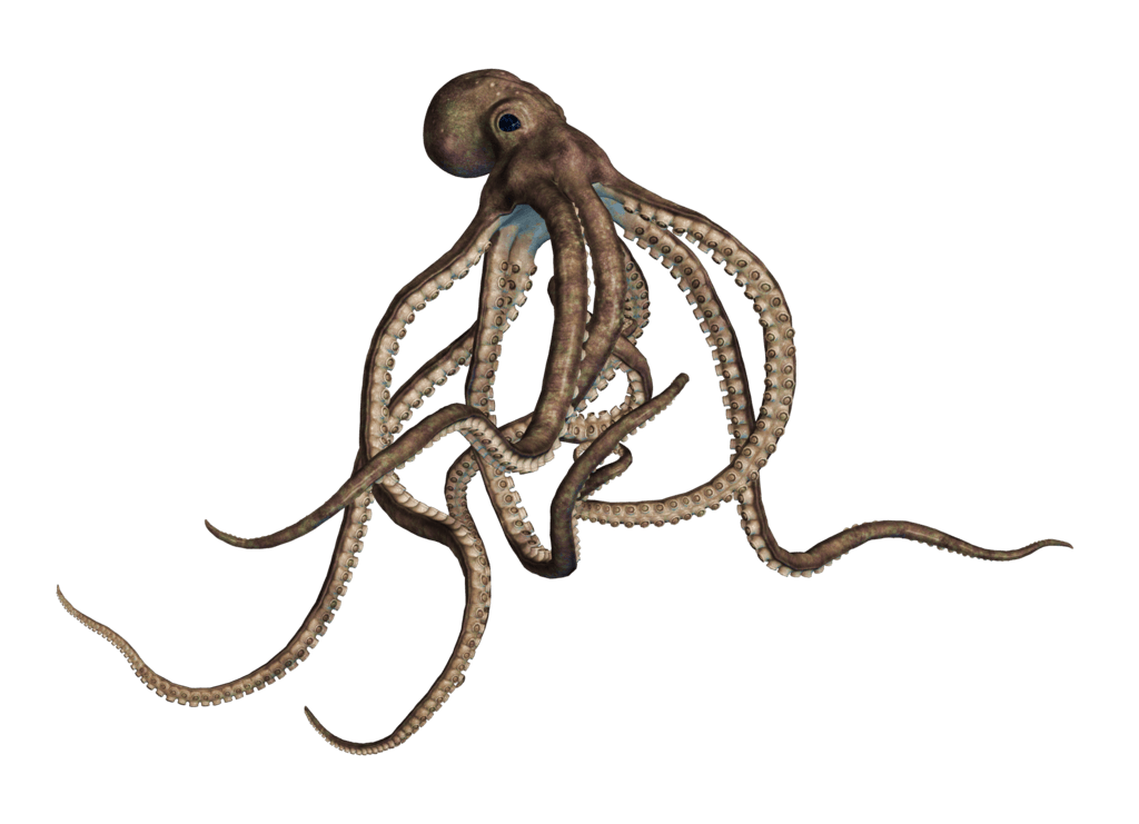 Octopus PNG Image Background