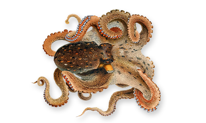 Octopus PNG Image Transparent Background