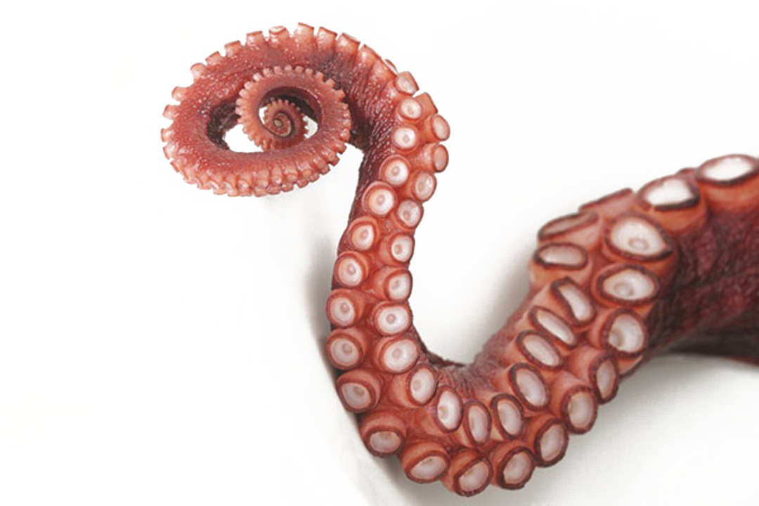 Octopus PNG Image Transparent