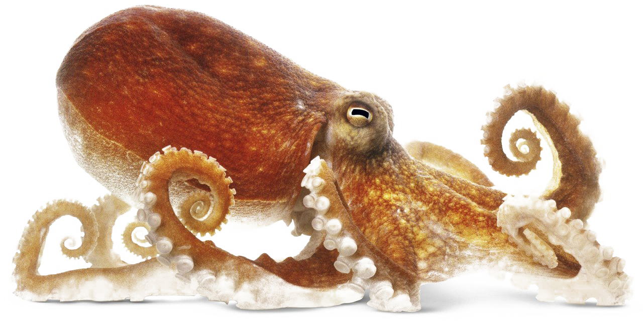 Octopus PNG صورة