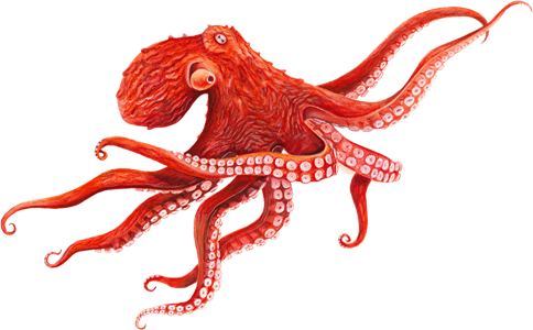 Octopus PNG Photo