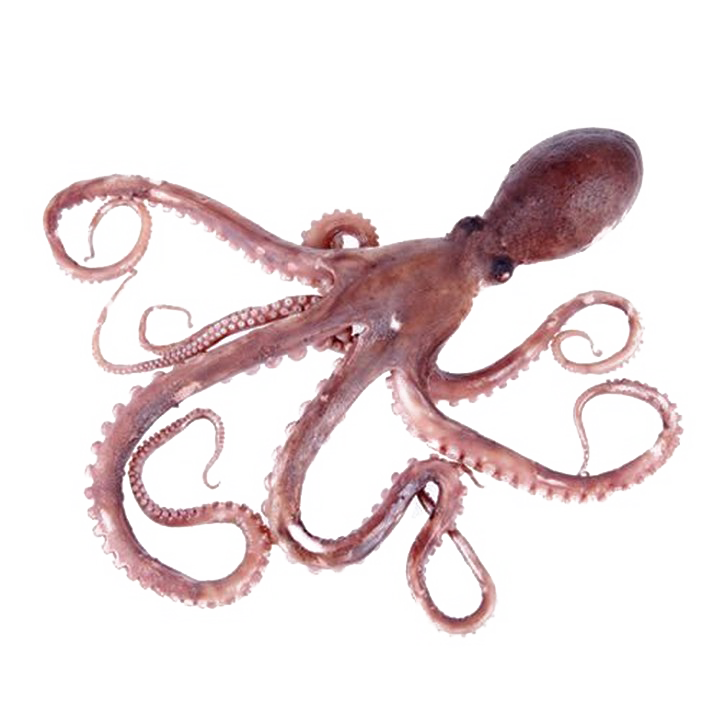 Octopus PNG Pic