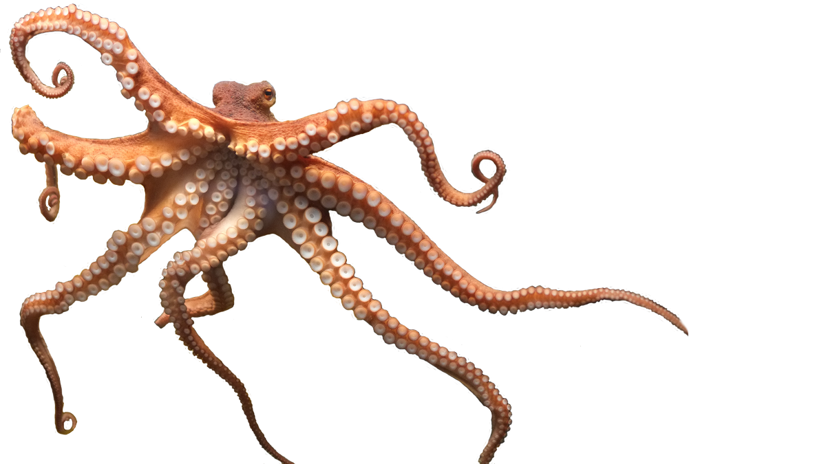 Octopus Transparent Background PNG