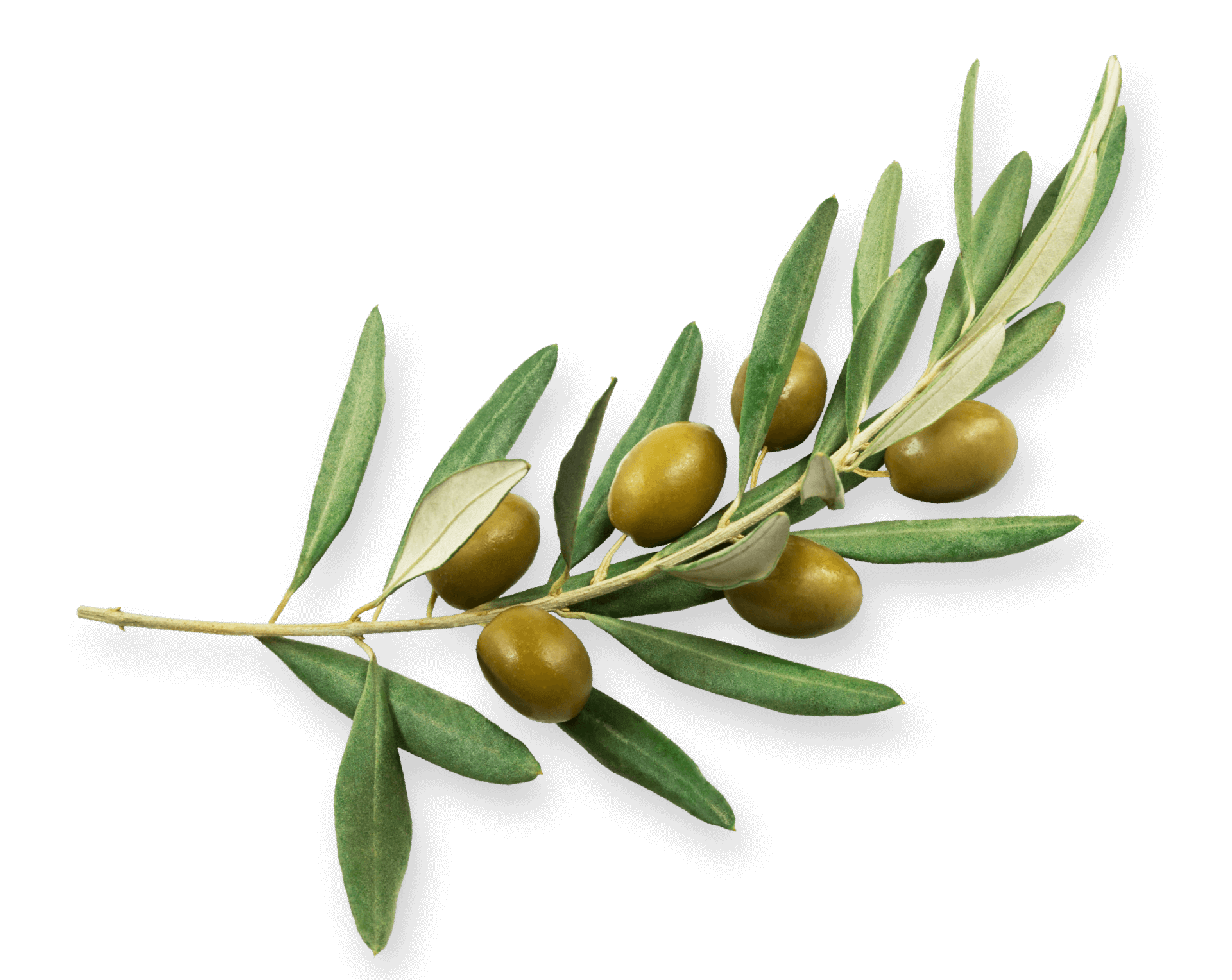 Olives Transparent Images