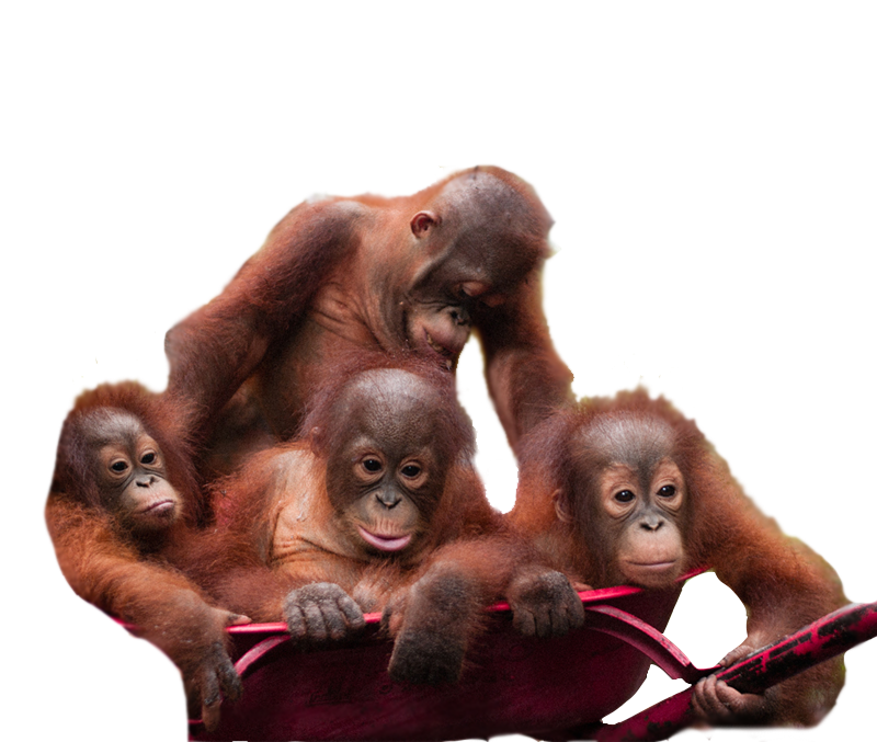 Orangutan Download PNG Image