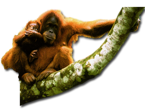 Orangutan Download Transparent PNG Image