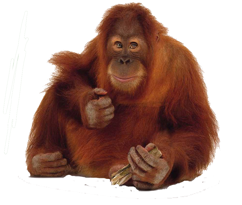 Orangutan Free PNG Image