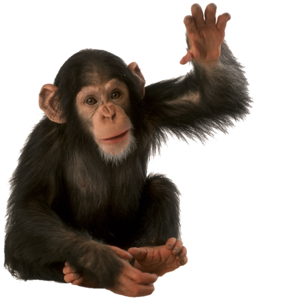 Орангутан PNG фоновое изображение