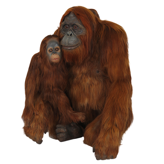 Orangutan PNG Скачать изображение