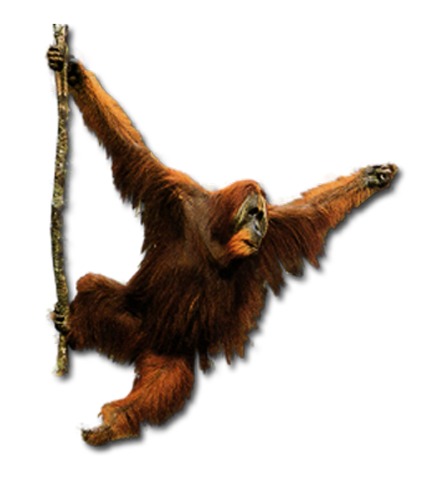 Orangutan PNG скачать бесплатно