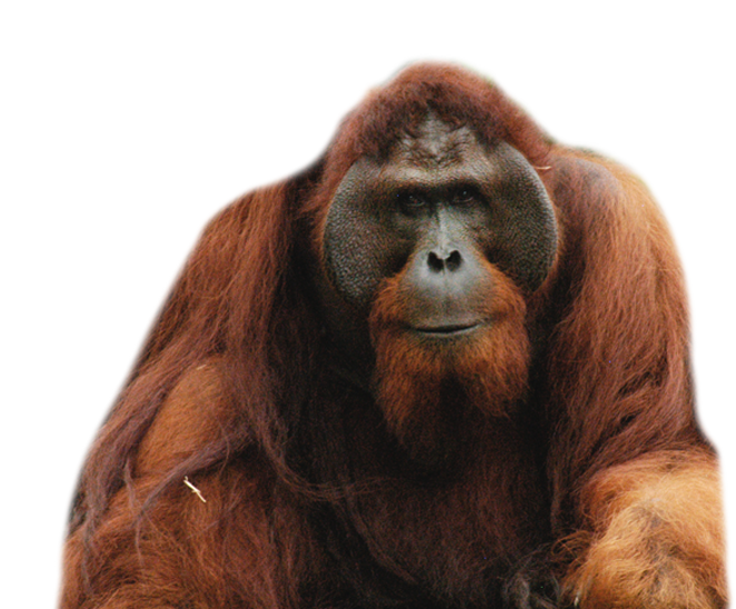 Orangutan PNG изображение фон