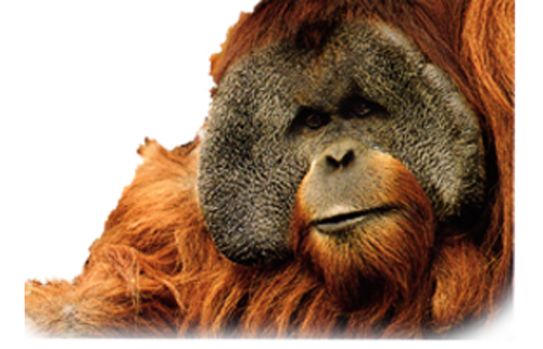 Orangutan PNG изображение прозрачный фон