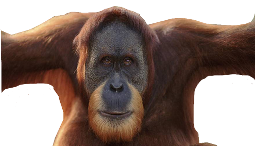 Orangutan PNG изображение прозрачно