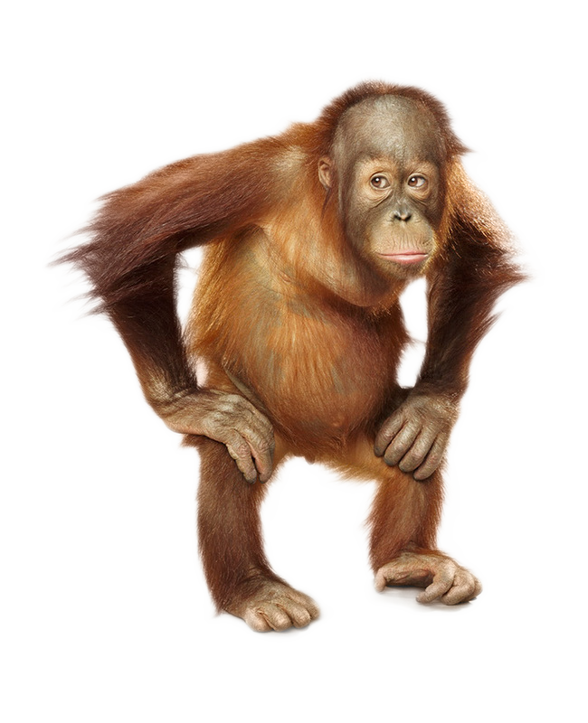 Orangutan PNG Image