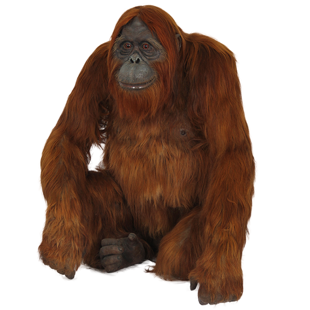 Orangutan PNG фото