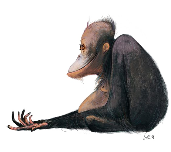 Orangutan PNG Pic