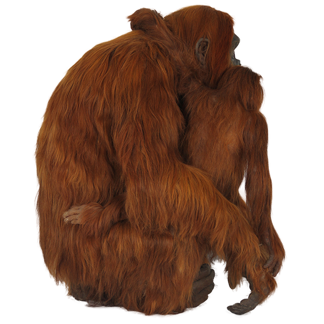 Orangutan PNG 투명한 이미지