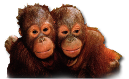Orangutan Transparent