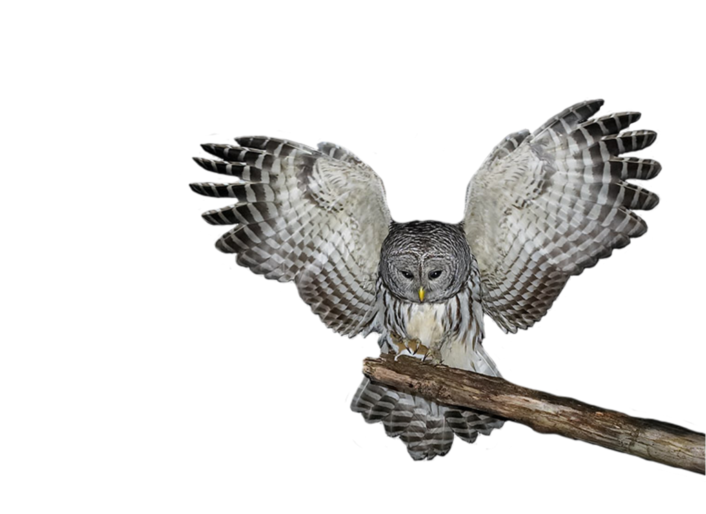 Owl PNG Gambar Transparan