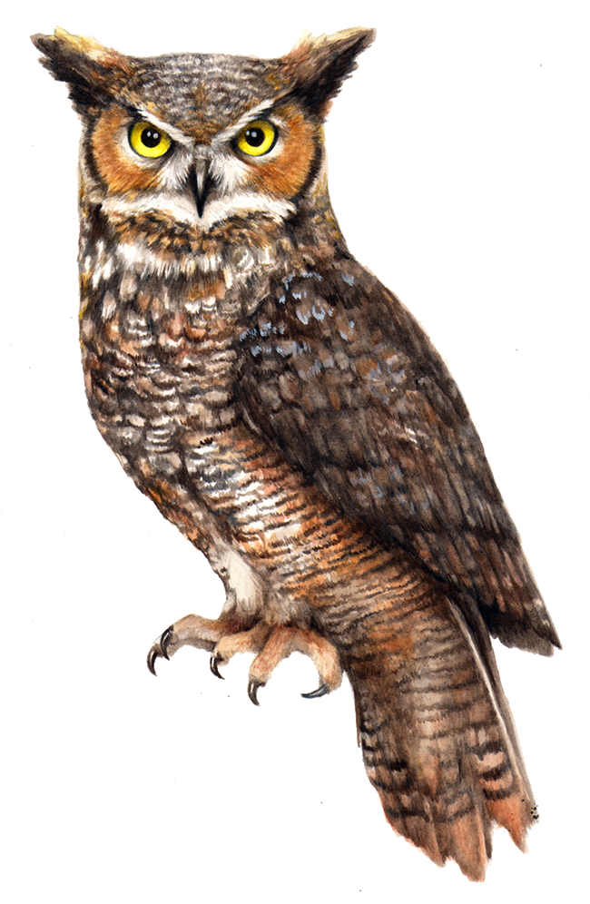 Owl PNG Pic PNG Arts