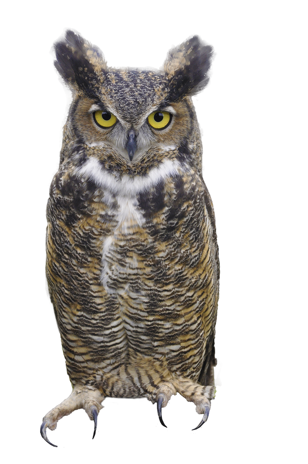 Owl PNG Gambar Transparan