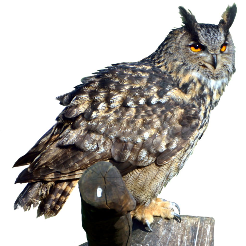 Owl Transparan Gambar
