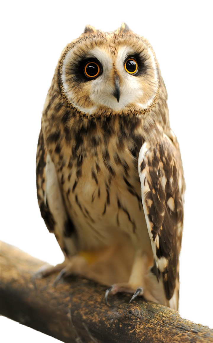 Owl Transparan Gambar