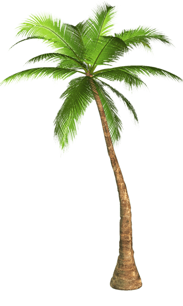 Palm Baum Herunterladen PNG-Bild
