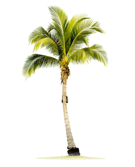 Pohon Palm Unduh Gambar PNG Transparan