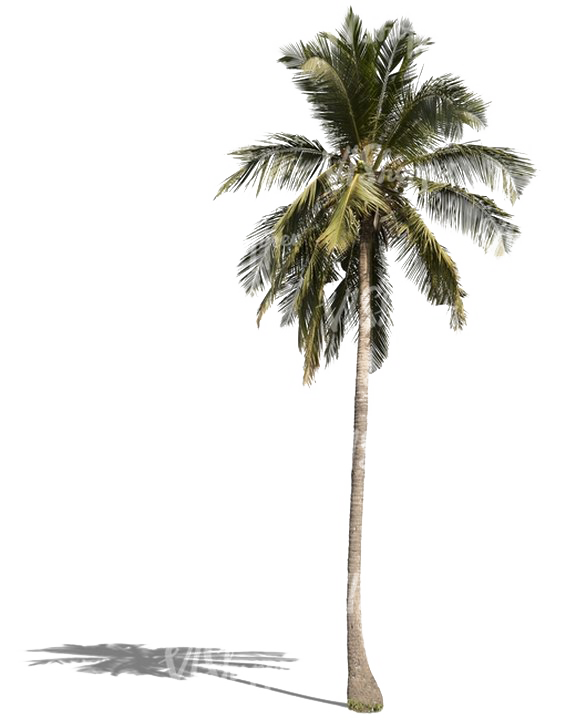 Пальма PNG Скачать изображение