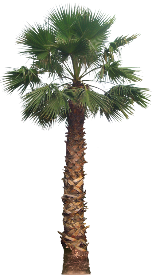 Descarga gratuita de Palm Tree PNG