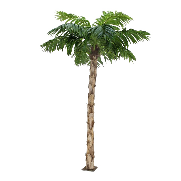 Fundo da imagem de PNG da palmeira