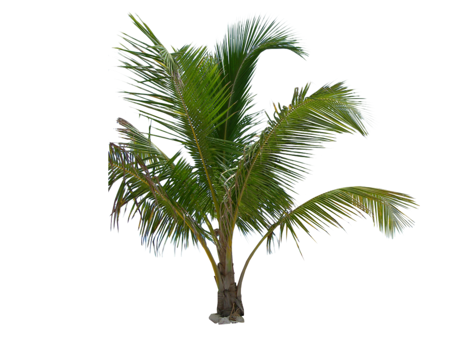 Palmbaum-PNG-Bild Transparenter Hintergrund