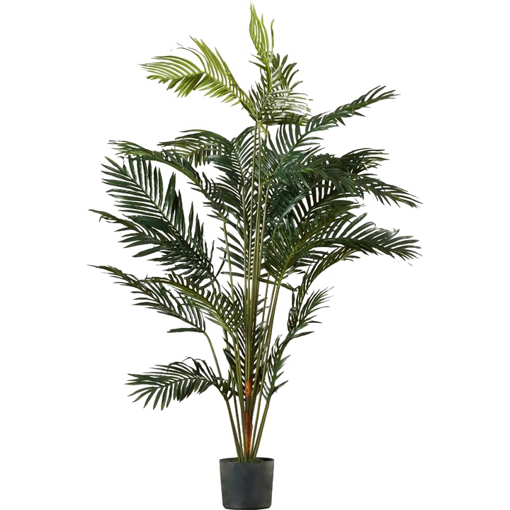 Palm Tree PNG Gambar Transparan