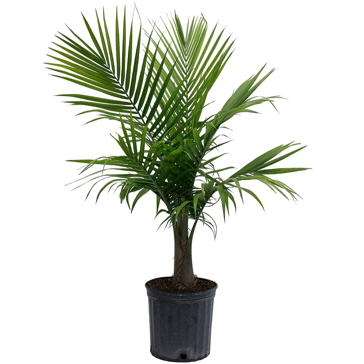 Palm Pohon PNG Picture