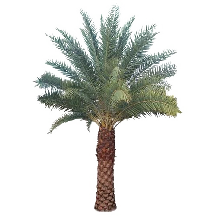 Imagens transparentes de palmeira