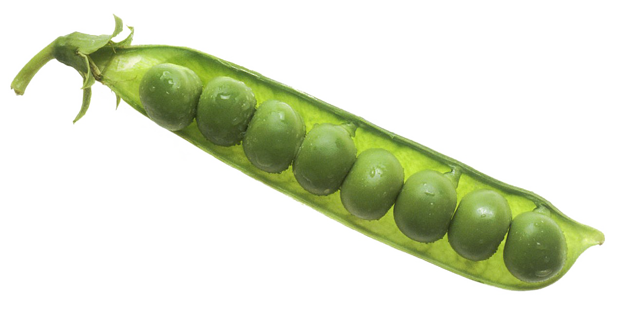 Pea PNG Image Background