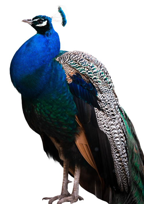 Peacock Download PNG Image