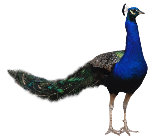 Peacock Download Transparent PNG Image