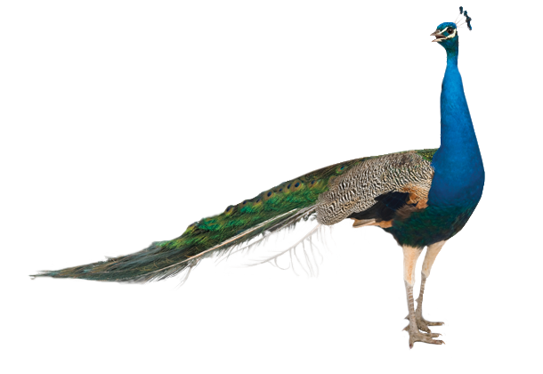 Peacock PNG Background Image