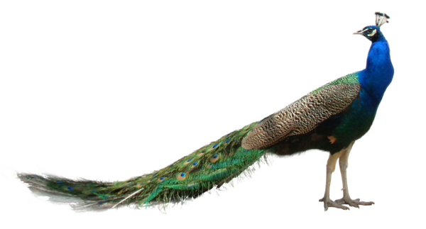 Peacock PNG High-Quality Image