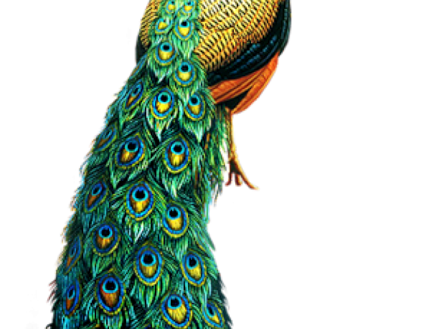 Peacock PNG Image Transparent Background