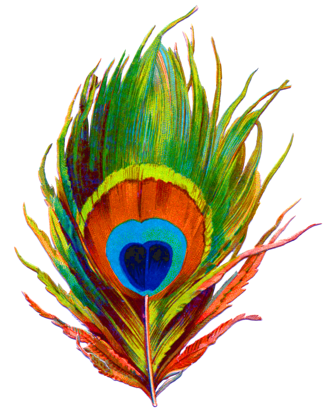 Peacock PNG Image Transparent
