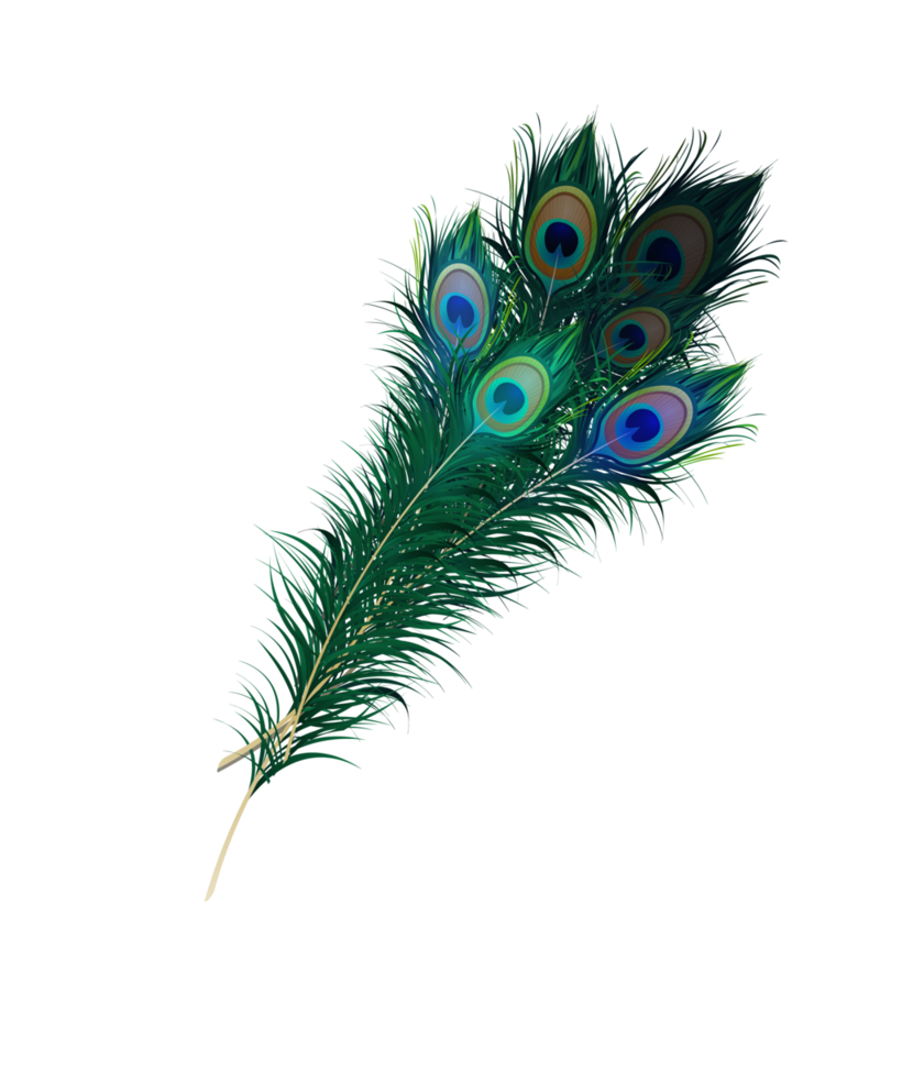 Peacock PNG Photo