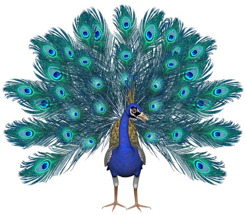 Peacock PNG Pic