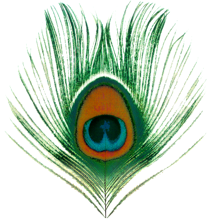 Peacock Transparent Images | PNG Arts