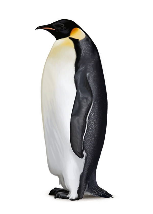 Imagen PNG gratis de pingüinos