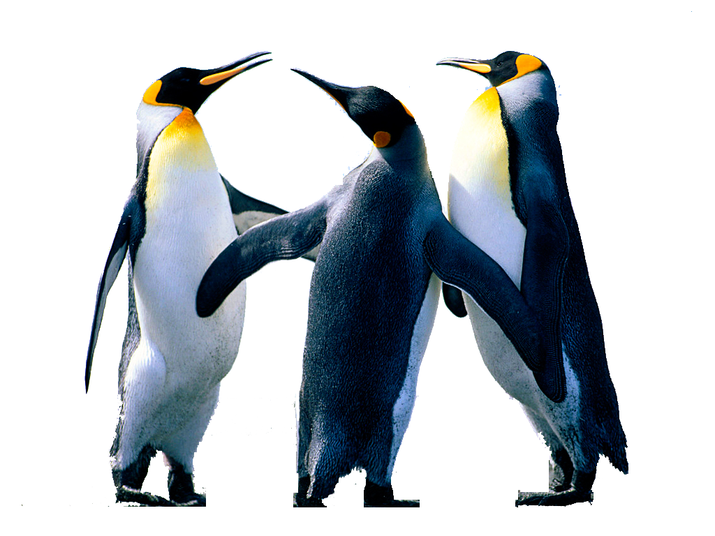 Pinguïn PNG achtergrondafbeelding