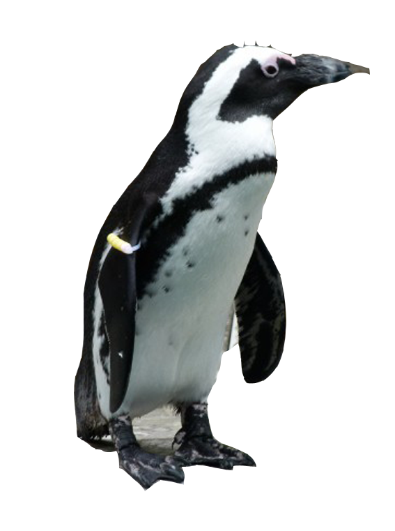 Pinguin PNG herunterladen Bild herunterladen